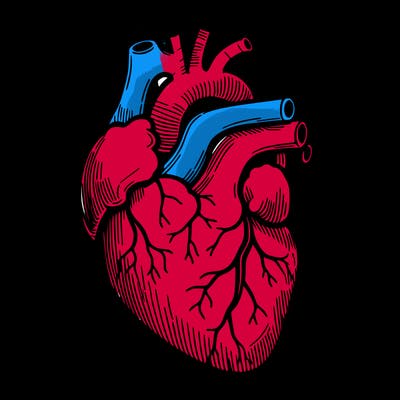 a realistic human heart