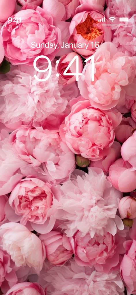 Pink Aesthetic Wallpapers 4K - Fondo de pantalla estético de peonía rosa en la pantalla de bloqueo de un iPhone