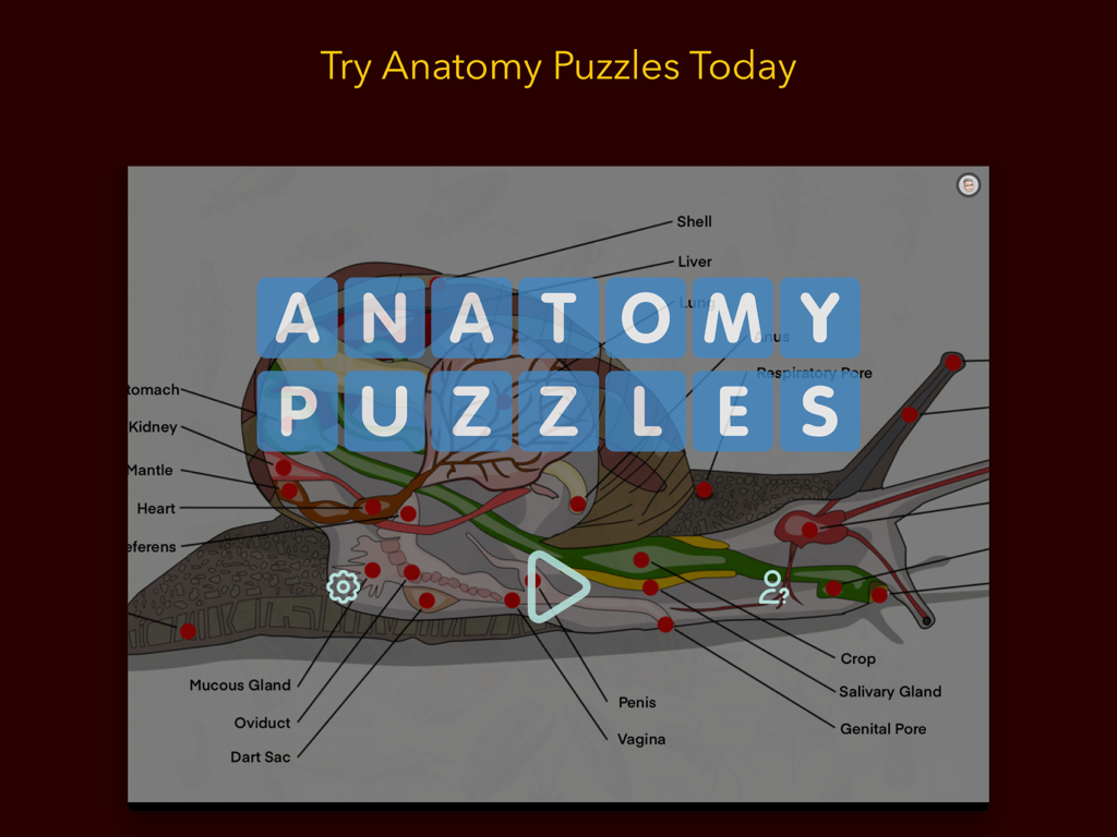 Anatomy Puzzles - Pantalla de título de la aplicación Puzzles de Anatomía que muestra un diagrama de anatomía de caracol etiquetado con fichas de letras azules