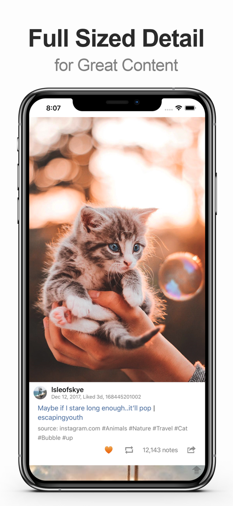 A screenshot of the MultiTab for Tumblr app showing a high resolution full sized photo of a kitten with post details and engagement icons