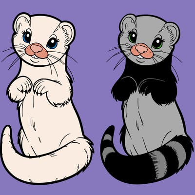 ferret