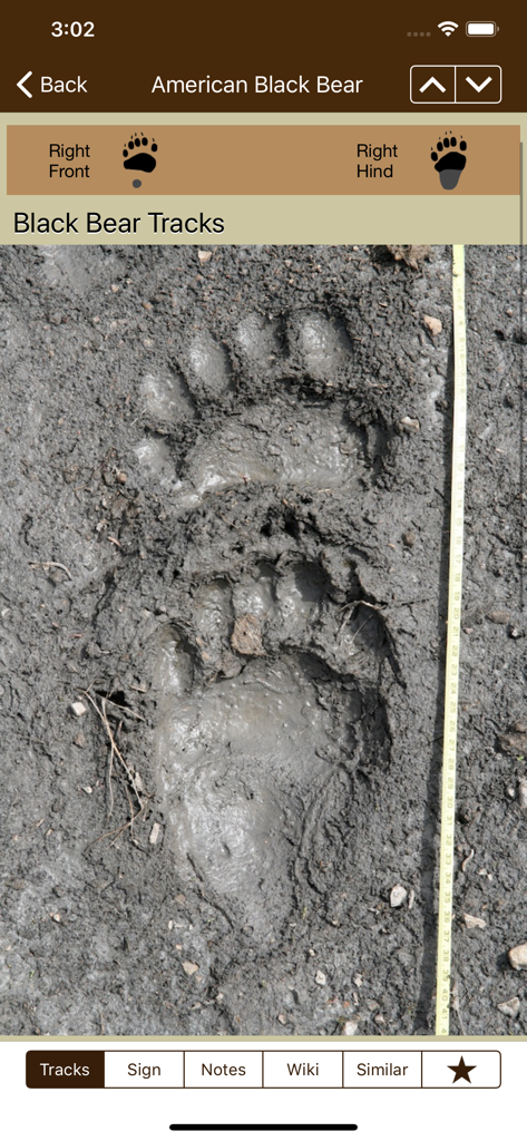 iTrack Wildlife Basic - American Black Bear tracks identification screen in the iTrack Wildlife Basic app