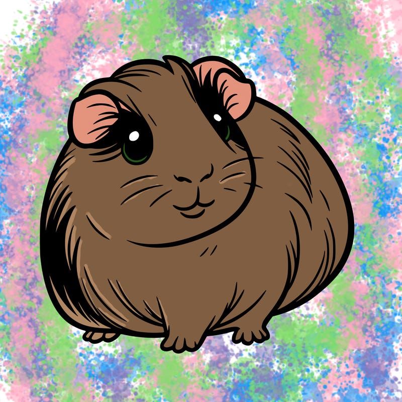 guinea pig