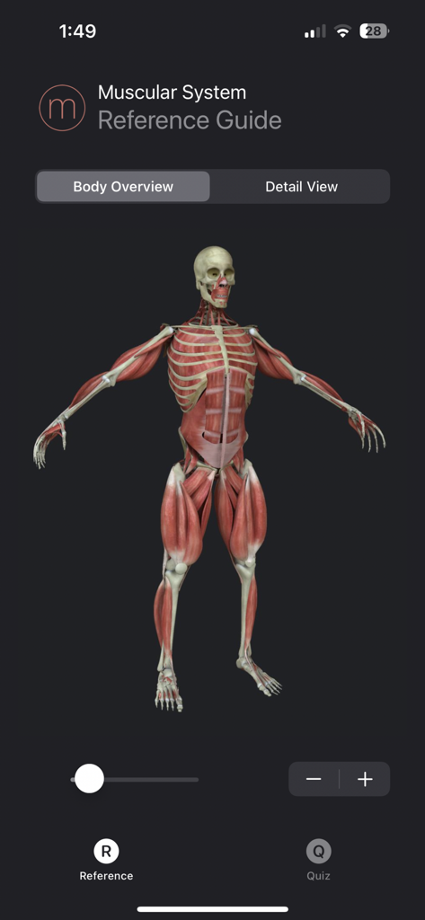 Muscle Study Guide - A 3D human muscular system model in the Muscle Study Guide app