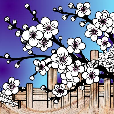 japan cherry blossom