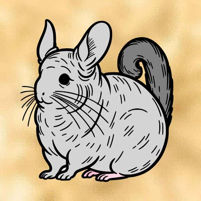 chinchilla