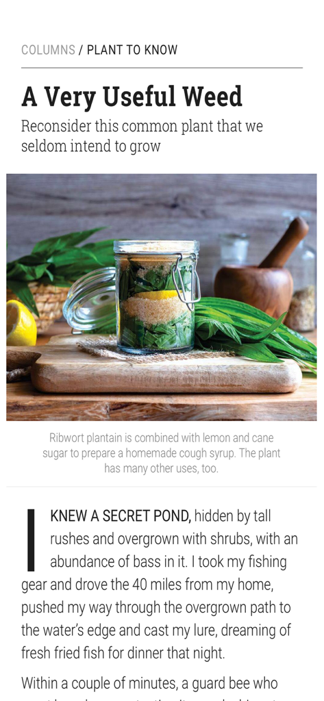 Digital article from Horticulture Magazine titled A Very Useful Weed showing the preparation of Ribwort plantain cough syrup.