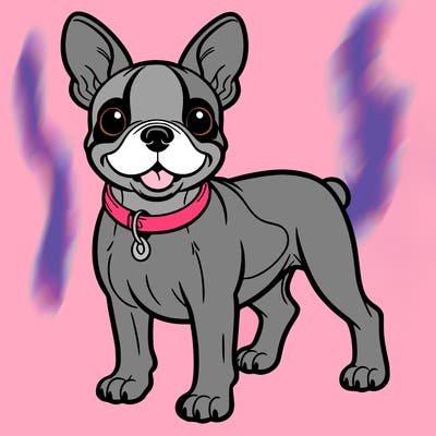 boston terrier