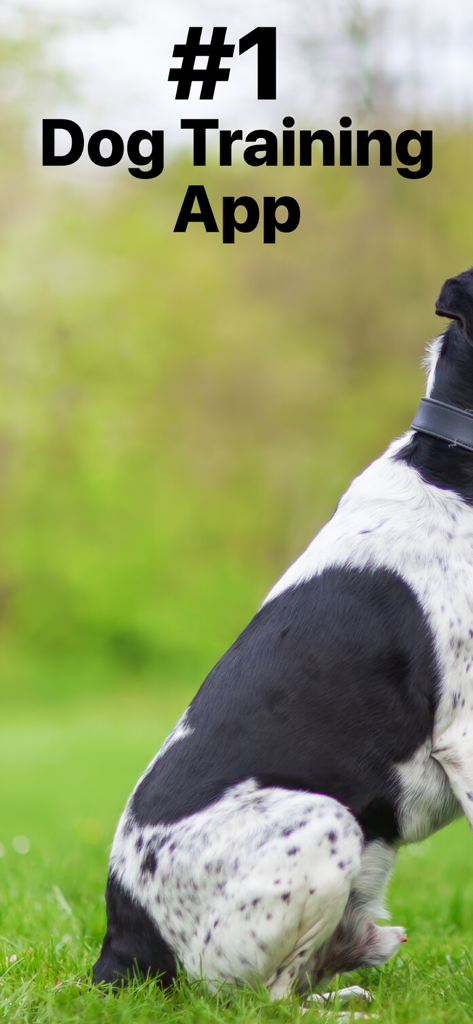 Um cão preto e branco com manchas sentado em grama verde com o texto O Aplicativo Número 1 de Treinamento de Cães