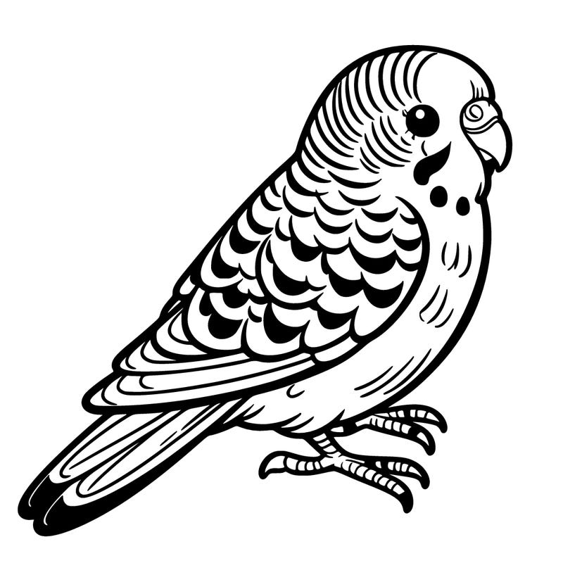budgie