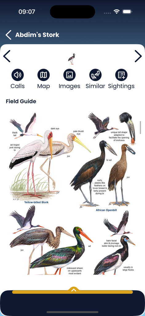Roberts Birds - Pantalla de guía de campo de la aplicación Roberts Birds con ilustraciones detalladas de especies de cigüeñas sudafricanas
