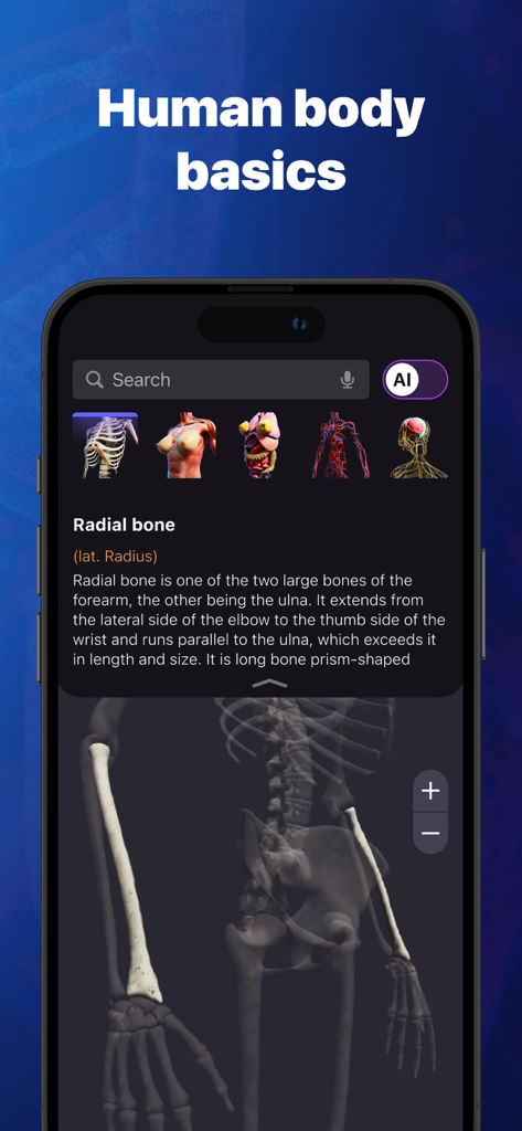 Anatomy Atlas & Human Biology - Mobile app interface of Anatomy Atlas displaying a 3D human skeleton and detailed information about the radial bone