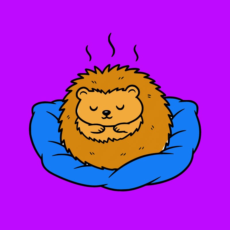 cozy hedgehog