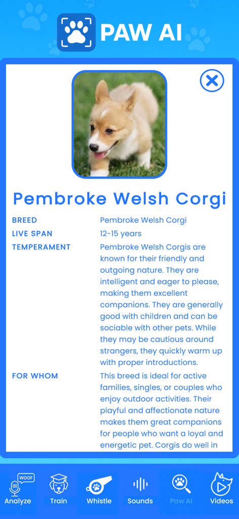 Dog Translator app AI breed recognizer screen displaying info for a Pembroke Welsh Corgi
