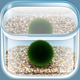 The Marimo