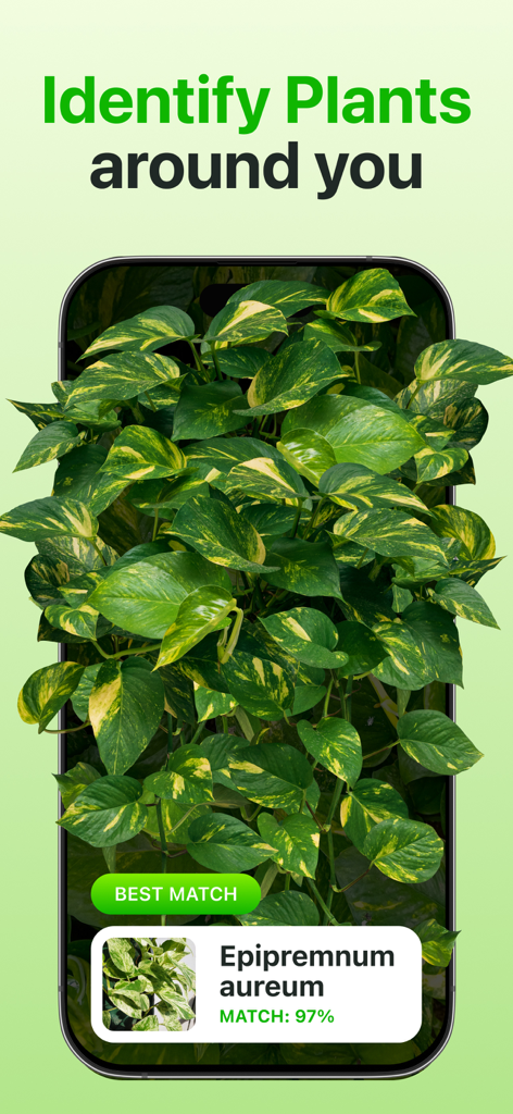 Plant Identifier & Care App - Interfaz de la aplicación Botan que muestra una coincidencia del 97 por ciento para la identificación de una planta Epipremnum aureum