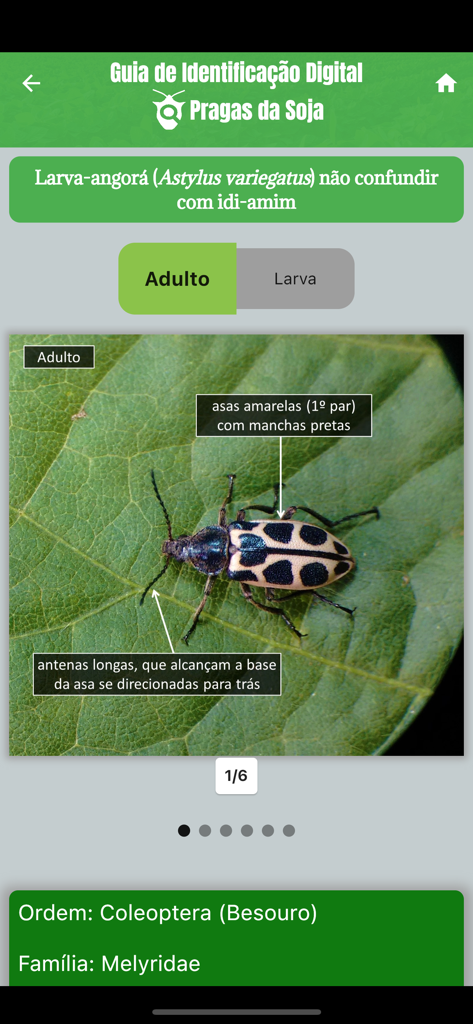 GID Pragas da Soja - Guía digital que muestra marcadores visuales de identificación para el escarabajo Astylus variegatus en una hoja.