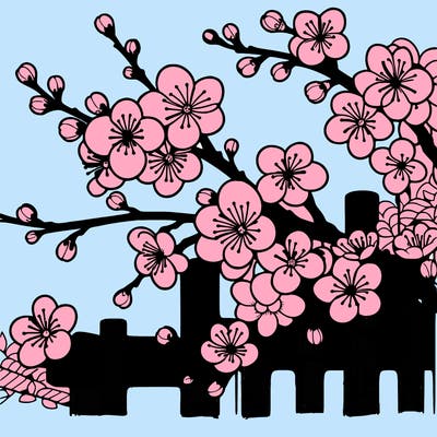 japan cherry blossom