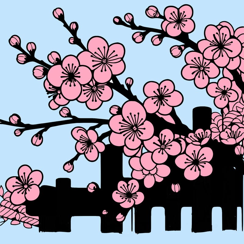 japan cherry blossom