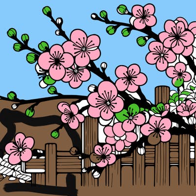 japan cherry blossom