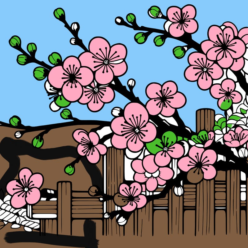 japan cherry blossom