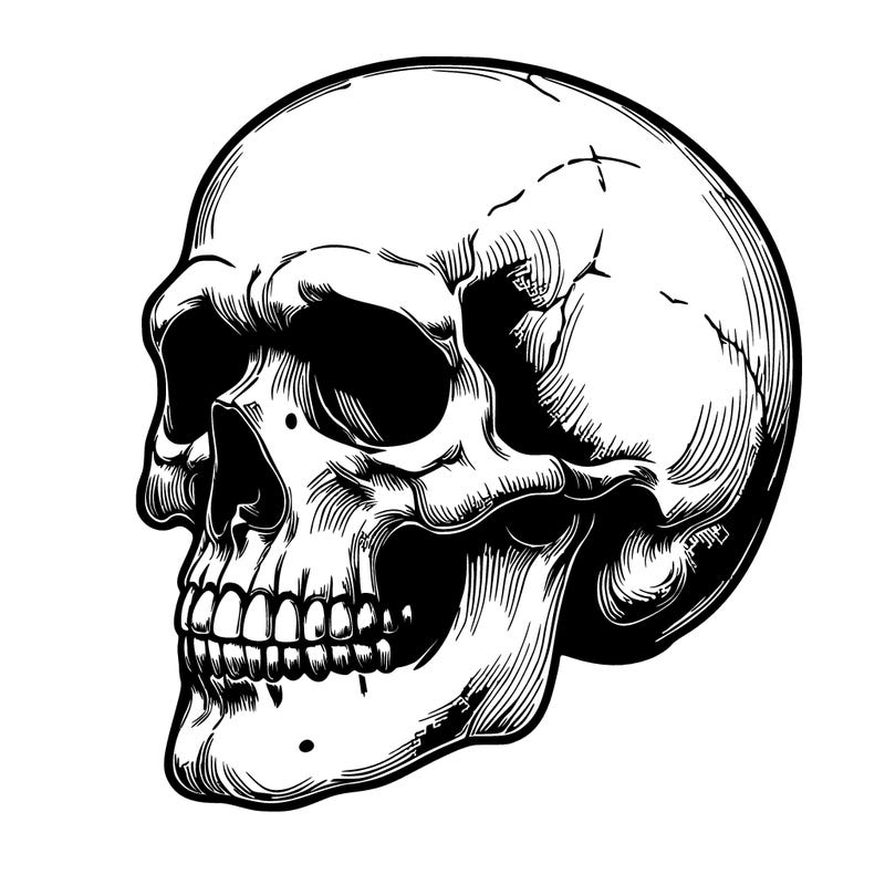 realistic skull