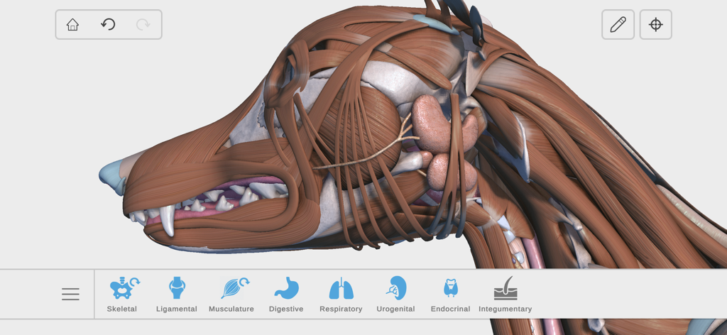 Complete Canine Anatomy 3D - Un modelo 3D detallado de la cabeza de un perro mostrando el sistema muscular en una aplicación de anatomía interactiva