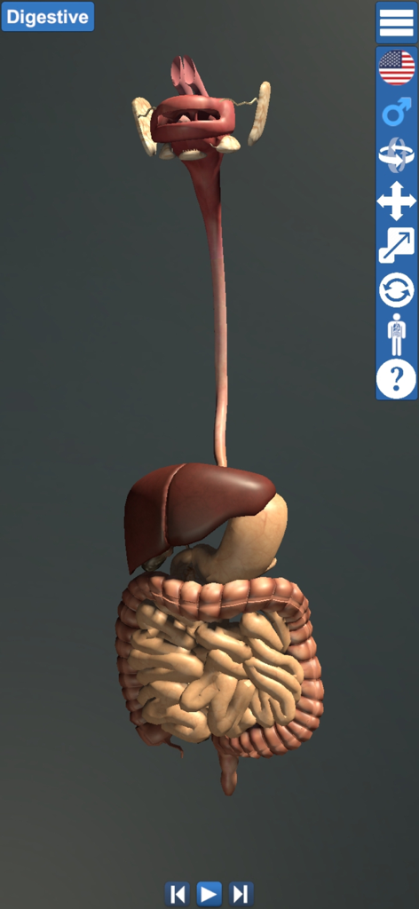 Educational Anatomy 3D - 3D visualization of the human digestive system in the Educational Anatomy 3D app
