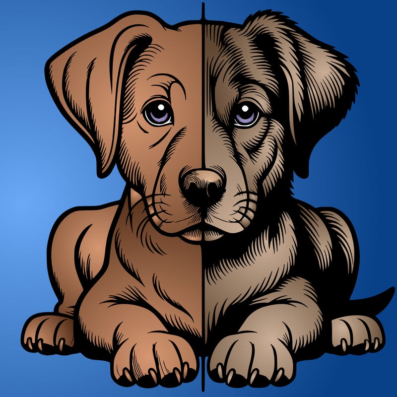 realistic dog split picture