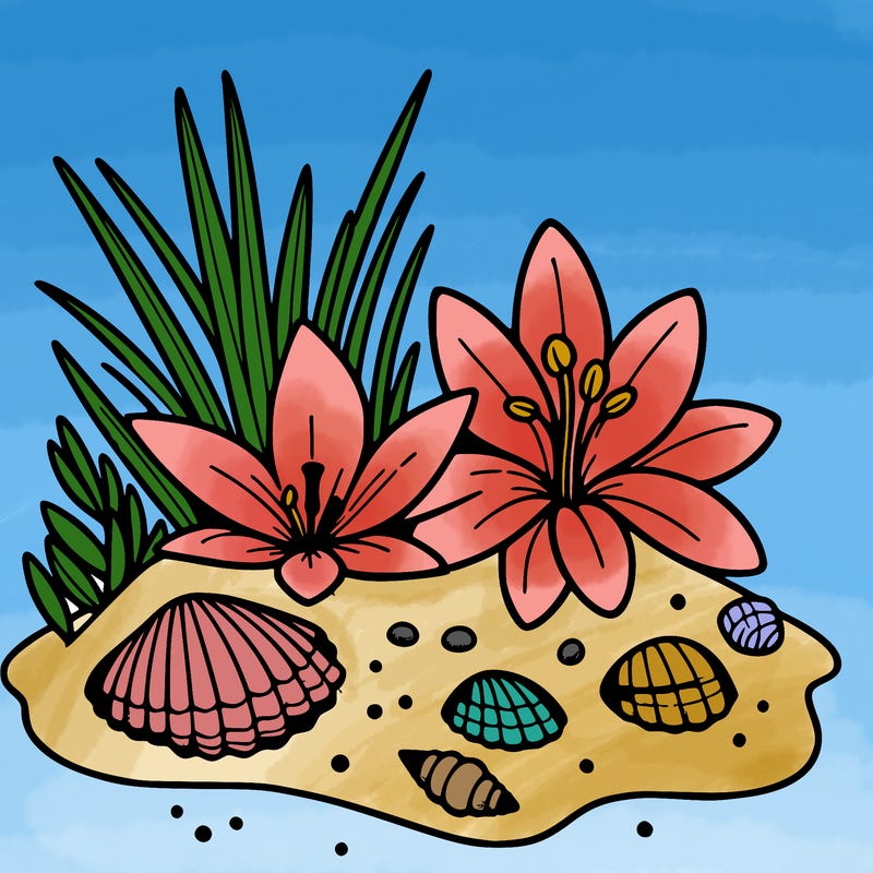 sand, lily, shells