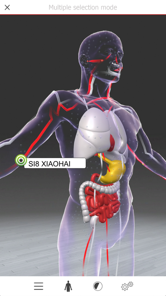 Acupuncture3D - Un modelo anatómico 3D que muestra los meridianos de acupuntura y el punto SI8 Xiaohai con órganos internos visibles