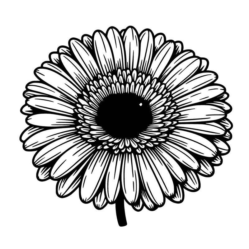 gerbera daisy  flower