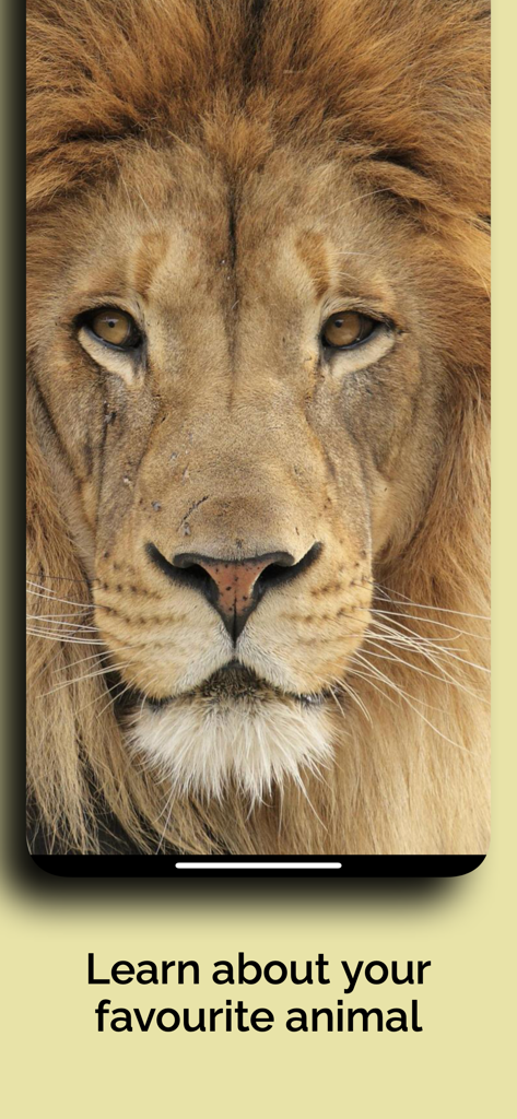 Nahaufnahme eines Löwengesichts auf einem Smartphone mit Text über das Erlernen von Lieblingstieren