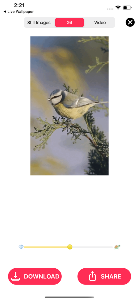 鳥の写真が速度調整とダウンロードボタン付きでGIFに編集されていることを示すLive Photo Converterアプリのインターフェース。