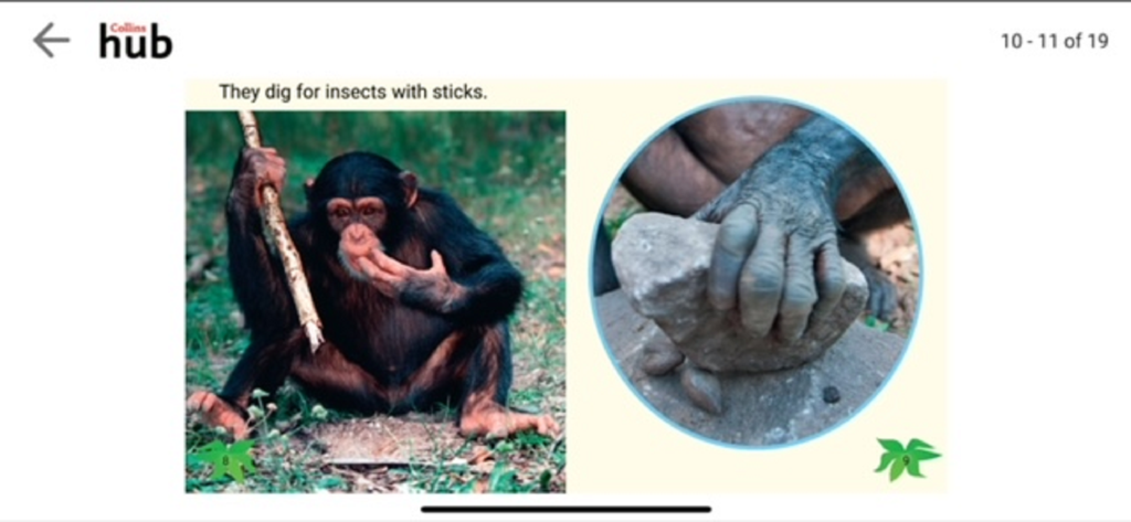 The Collins Hub - Digital ebook page on The Collins Hub app showing a chimpanzee using a stick to find insects