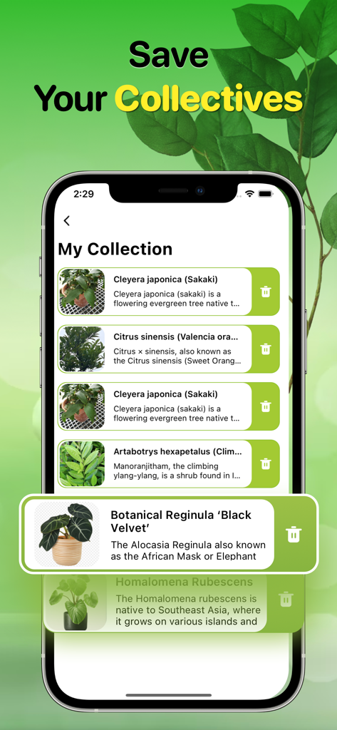 Plant Identifier And Care Tips - A smartphone showing the My Collection feature of the Plant Identifier app with a list of saved plants like Black Velvet and Citrus sinensis.