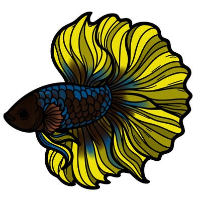betta fish