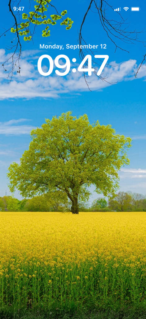 4K Wallpapers HD Background - Un fondo de pantalla 4K de naturaleza con un árbol verde solitario en un vibrante campo amarillo en la pantalla de bloqueo de un iPhone