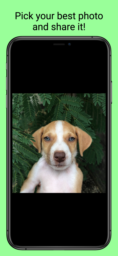 Selfier -Take handsfree photos - A puppy photo displayed on an iPhone screen inside the Selfier app with a prompt to pick and share the best shot.