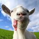 Goat Simulator: Pocket Edition