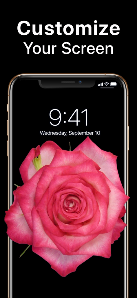 Cool Live Wallpapers Maker 4k - Una pantalla de bloqueo de iPhone que muestra un fondo de pantalla animado de una rosa rosa de alta calidad sobre un fondo negro