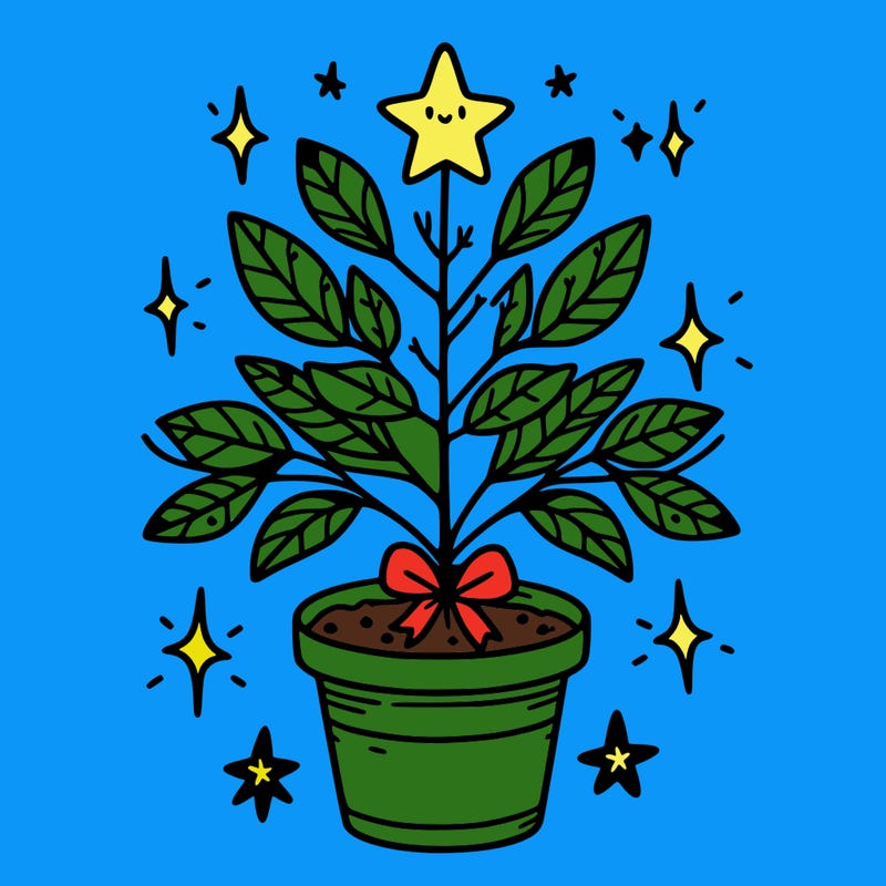 christmas plant