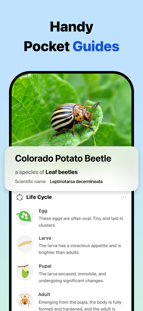 Picture Insect: Bug Identifier - Tela de aplicativo móvel mostrando a identificação e os estágios do ciclo de vida de um Besouro-da-batata-colorado