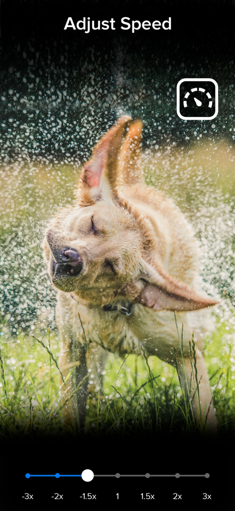 Video Slow Fast Speed Editor - Smartphone app interface showing a dog in slow motion with a speed adjustment slider