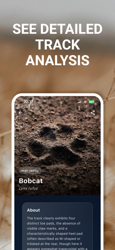 Animal Track Identifier - Screenshot of the Animal Track Identifier app showing a detailed AI analysis of a bobcat footprint