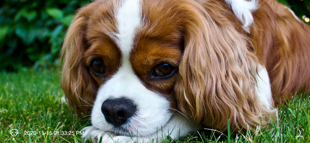 Close up of a brown and white dog in the grass captured by motion detection app with timestamp