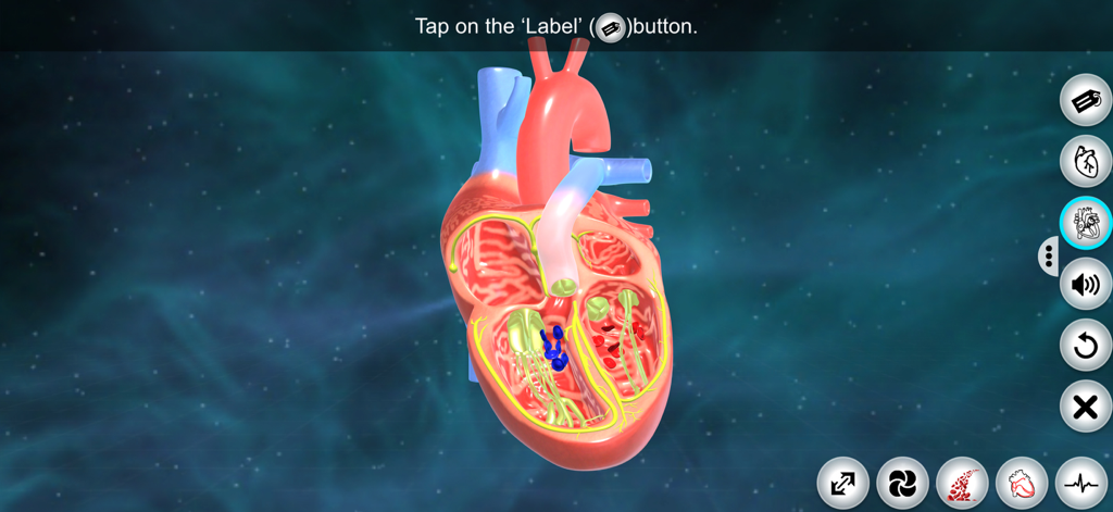 Heart - EduTech Era - A 3D interactive cut section of the human heart showing internal structures for medical education.