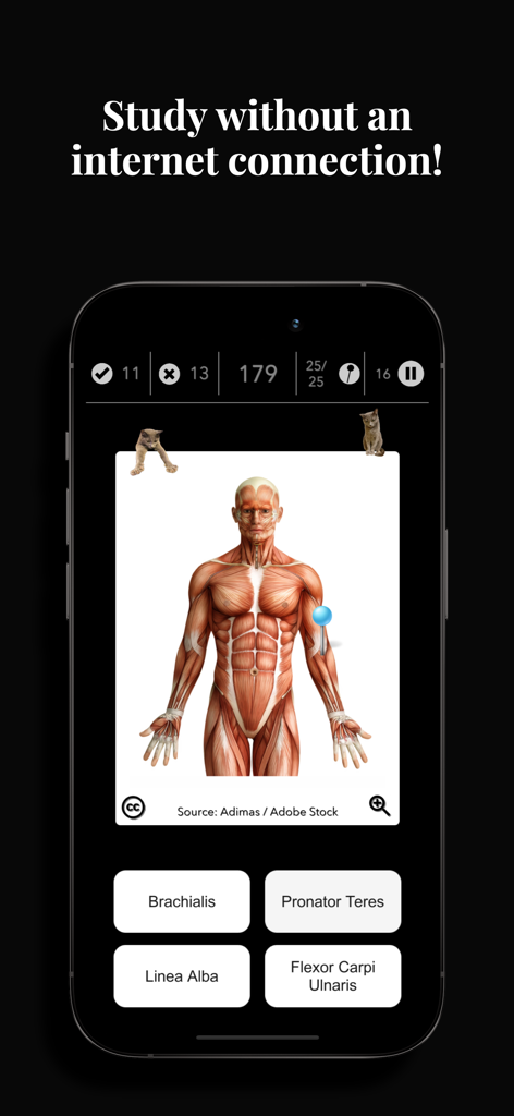 Anatomist – The Anatomy Game - Anatomist app quiz screen identifying muscles with multiple choice answers