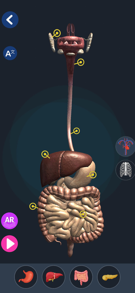 Anatomy & Physiology AR - Interactive 3D model of the human digestive system in the Anatomy and Physiology AR app
