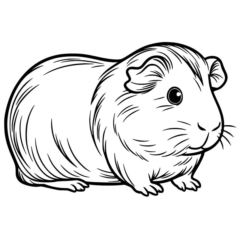 a guinea pig